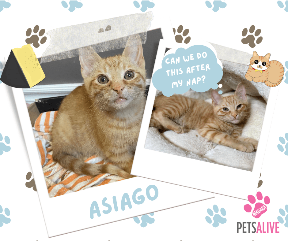 Asiago, Adoptable Cat, Niagara