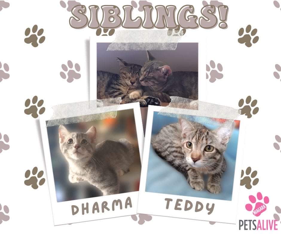 Dharma teddy, Adoptable Cat, Niagara