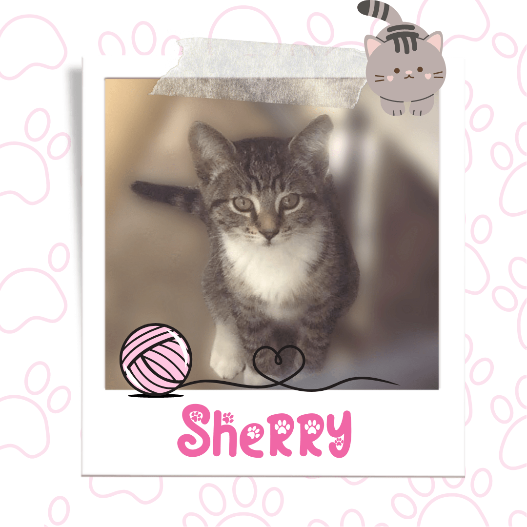 Sherry, Adoptable Cat, Niagara