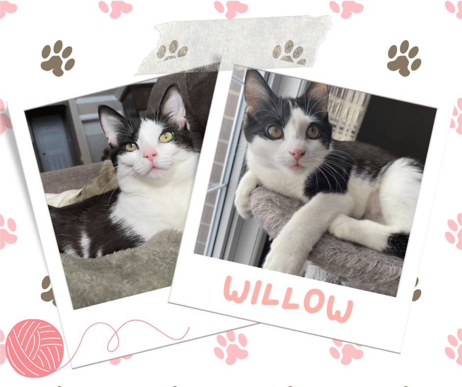 Willow, Adoptable Cat, Niagara