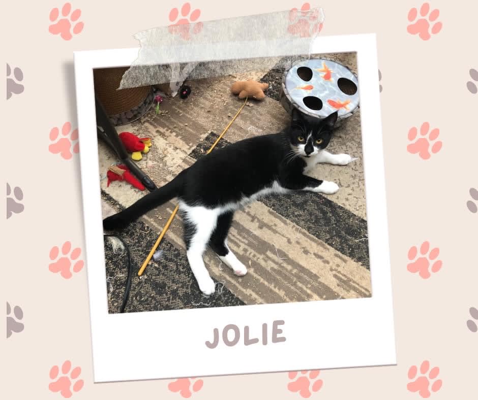 Jolie, Adoptable Cat, Niagara