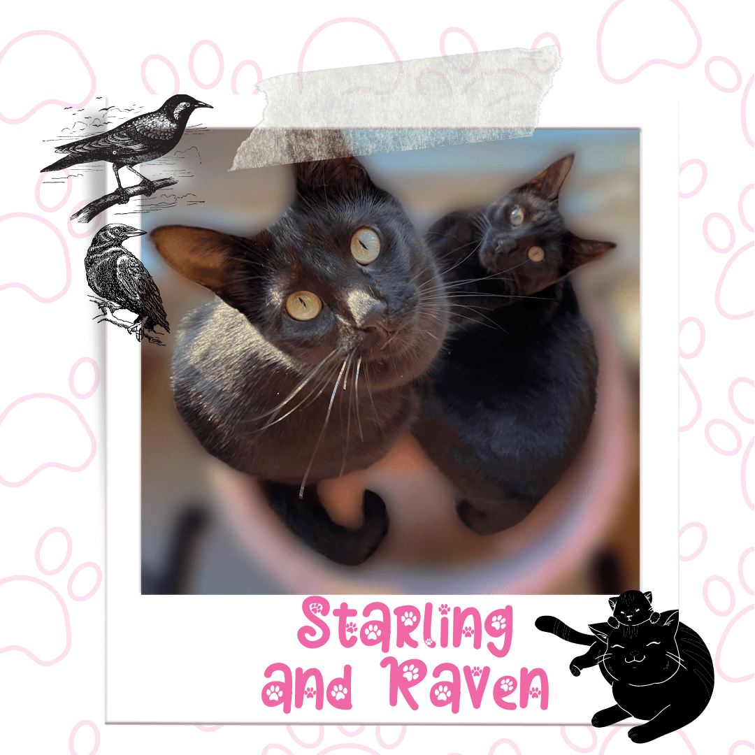 Starling Raven, Adoptable Cat, Niagara