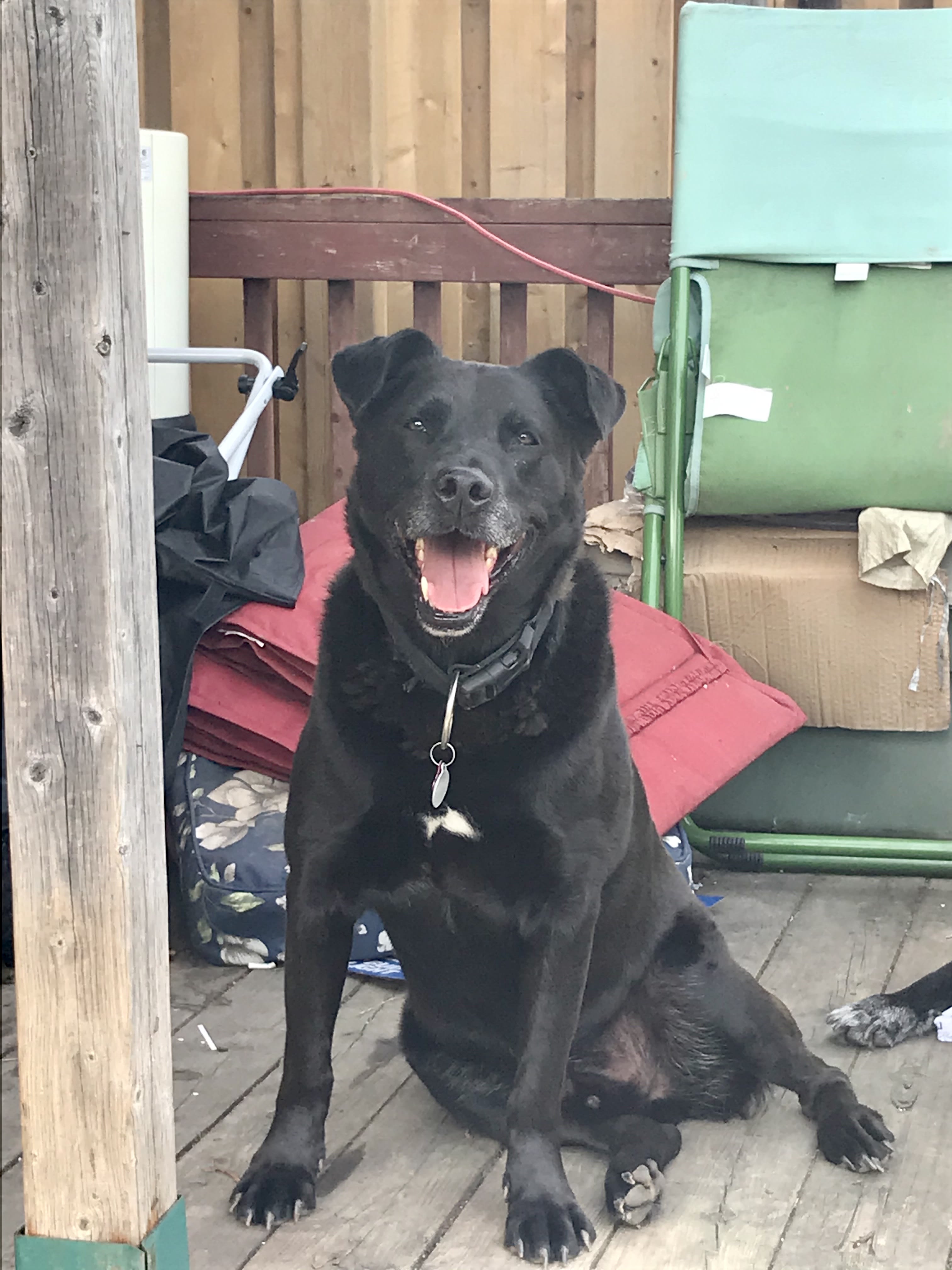 Tom, Adoptable Dog, Niagara